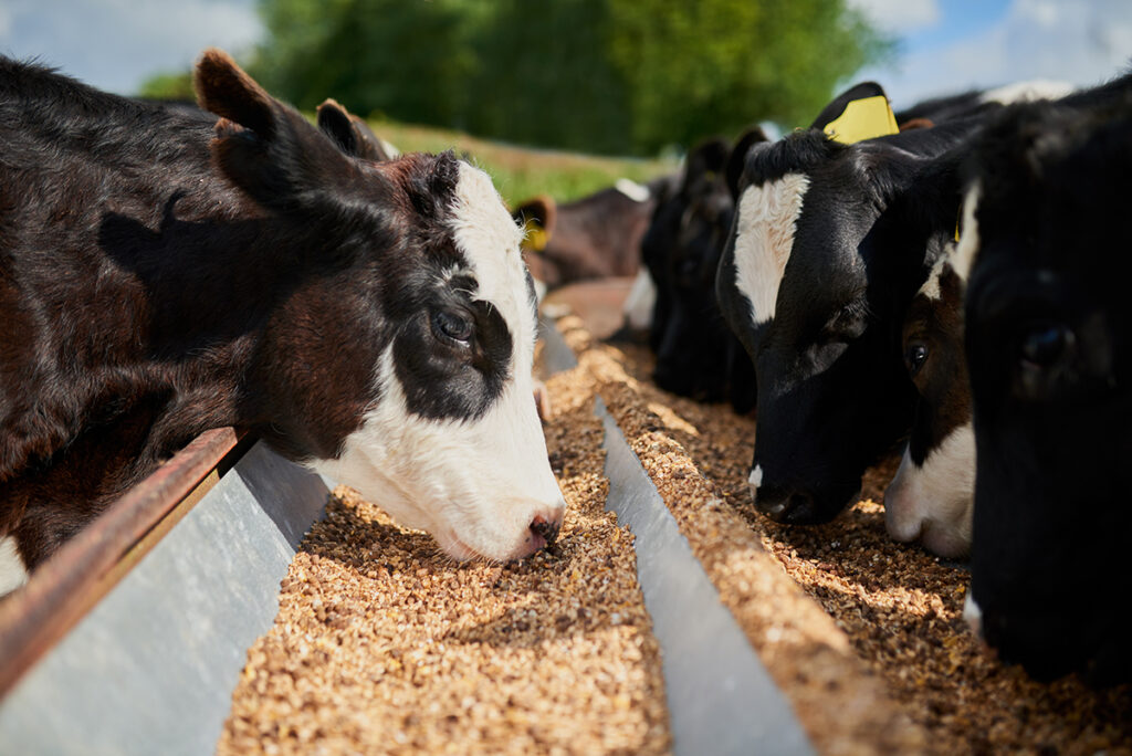 Nutrição animal